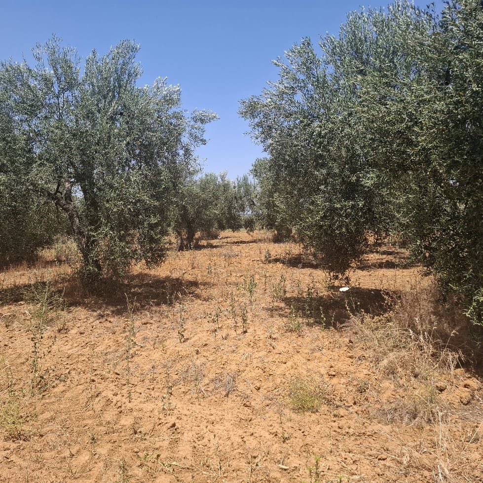 Terreno/Finca Rústica en Almonte en venta - 34.000 € (Ref: 9994185)