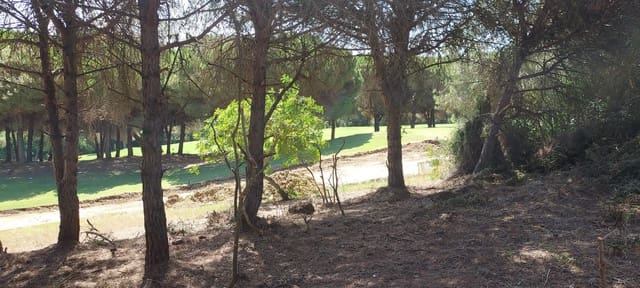 Byggegrund til salg i Sotogrande Alto, San Roque - € 950.000 (Ref: 8161114)