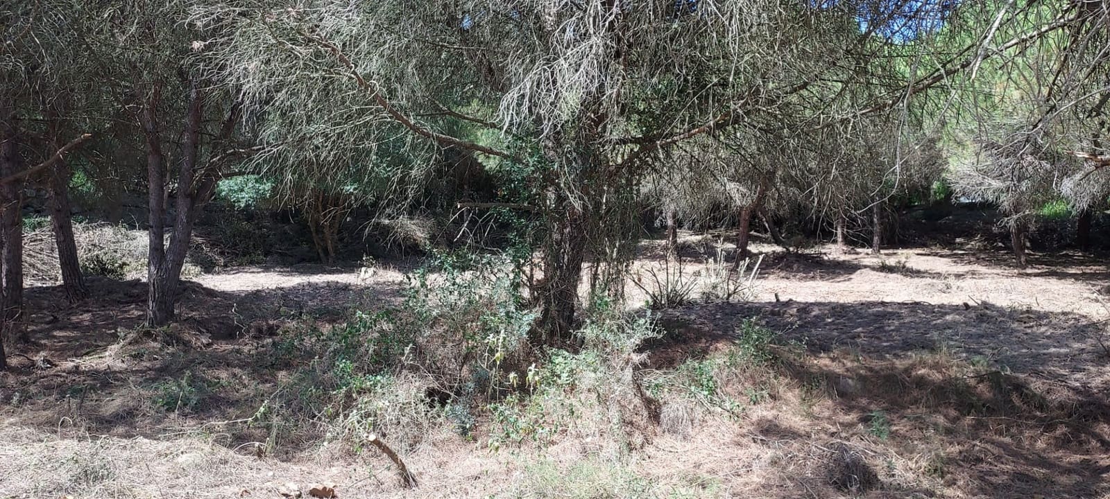 Byggegrund til salg i Sotogrande - € 950.000 (Ref: 8161114)