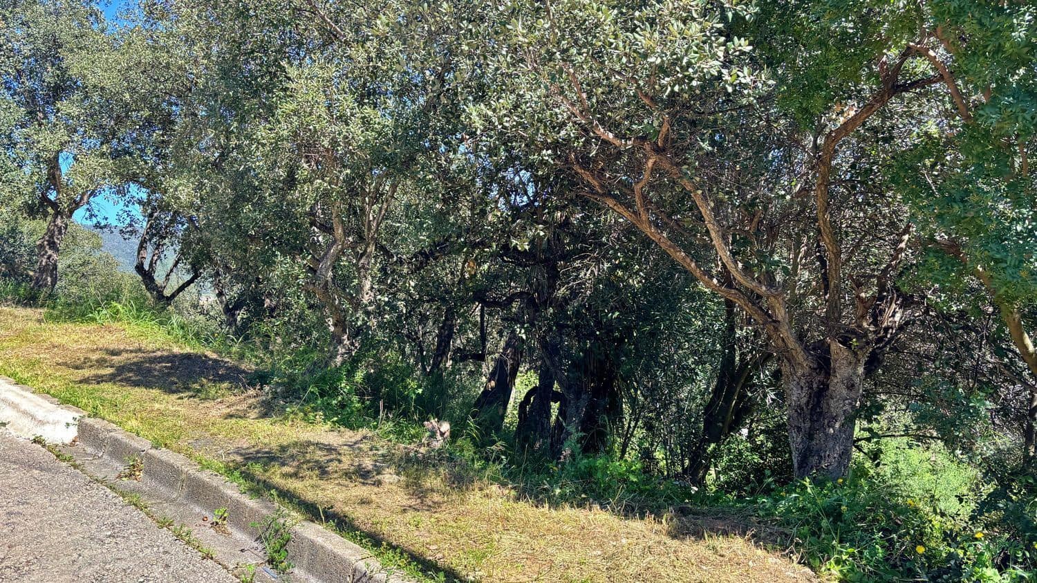 Bauplatz zu verkaufen in Calonge i Sant Antoni - 99.000 € (Ref: 10024252)