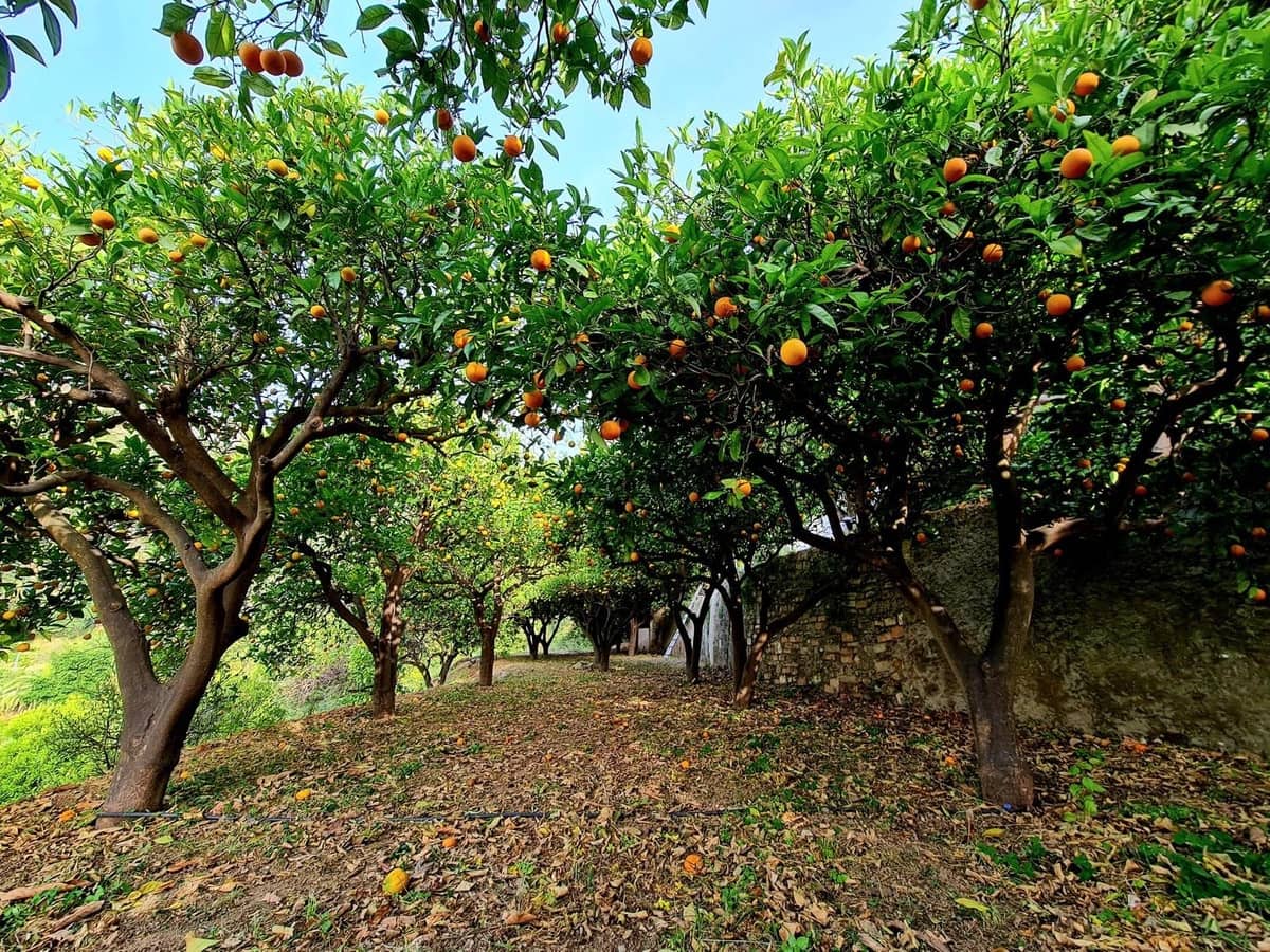 4 bedroom Villa for rent in Marbella with garage - € 5,500 (Ref: 8715346)