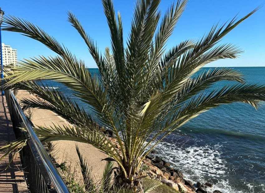 2 sypialnia Apartament na sprzedaż w Punta Prima z basenem - 289 995 € (Ref: 9527931)