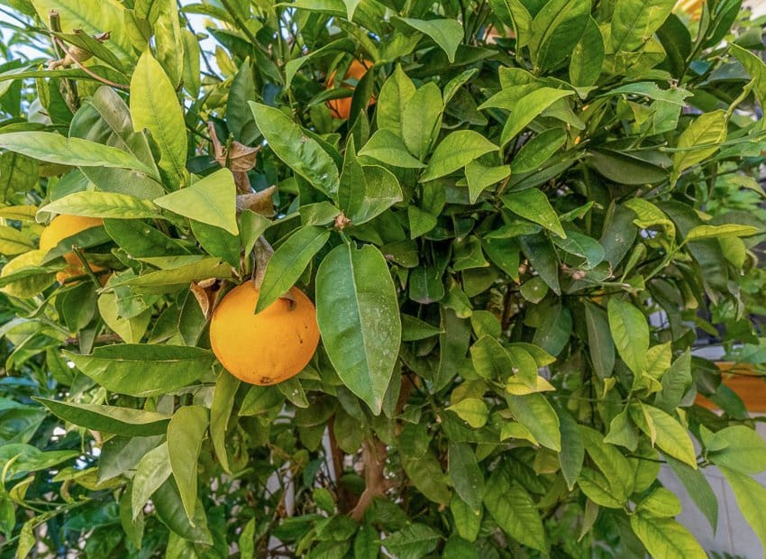 2 quarto Bungalow para venda em La Zenia com piscina - 185 000 € (Ref: 9576829)