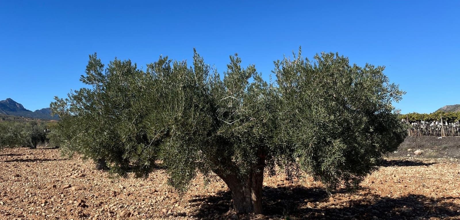 Teren niezagospodarowany na sprzedaż w La Romana - 115 000 € (Ref: 9426724)