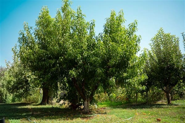 1 bedroom Commercial for sale in La Peza with garage - € 292,000 (Ref: 8292995)