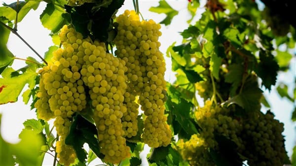 1 bedroom Commercial for sale in La Peza with garage - € 292,000 (Ref: 8292995)