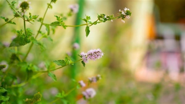 1 bedroom Commercial for sale in La Peza with garage - € 292,000 (Ref: 8292995)