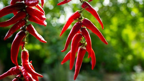 1 bedroom Commercial for sale in La Peza with garage - € 292,000 (Ref: 8292995)