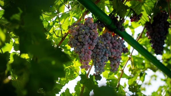 1 bedroom Commercial for sale in La Peza with garage - € 292,000 (Ref: 8292995)