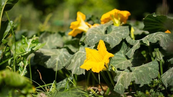 1 bedroom Commercial for sale in La Peza with garage - € 292,000 (Ref: 8292995)