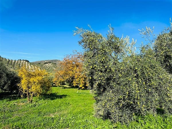 12 soveværelse Finca/Landehus til salg i Montefrio med garage - € 138.000 (Ref: 8349120)