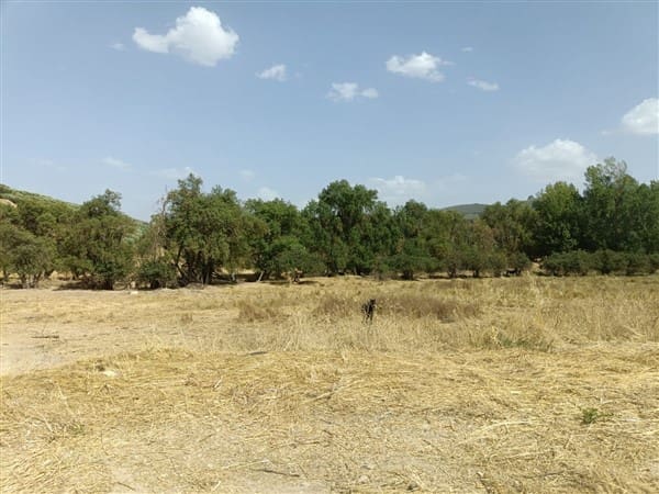 12 soveværelse Finca/Landehus til salg i Montefrio med garage - € 138.000 (Ref: 8349120)