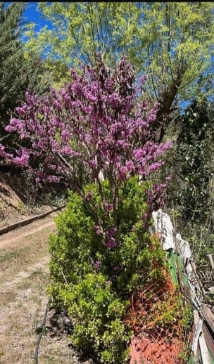 2 soveværelse Finca/Landehus til salg i La Peza med swimmingpool garage - € 90.000 (Ref: 8602668)