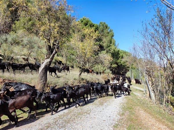 2 soveværelse Finca/Landehus til salg i La Peza med swimmingpool garage - € 90.000 (Ref: 8602668)