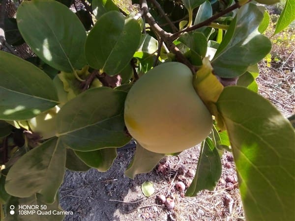 2 soverom Finca/Herregård til salgs i Molvizar med garasje - € 260 000 (Ref: 9202043)