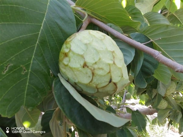 2 soverom Finca/Herregård til salgs i Molvizar med garasje - € 260 000 (Ref: 9202043)