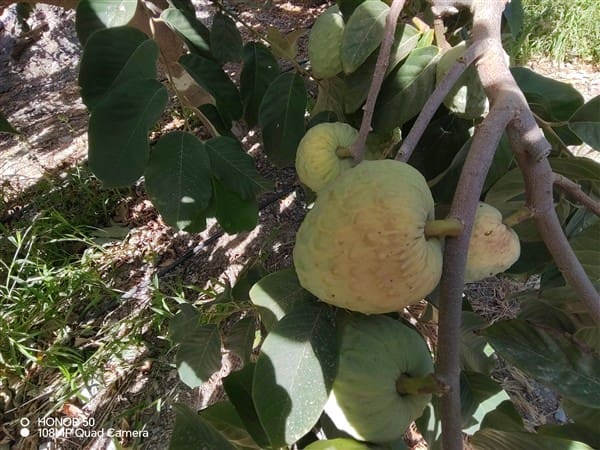 2 soverom Finca/Herregård til salgs i Molvizar med garasje - € 260 000 (Ref: 9202043)