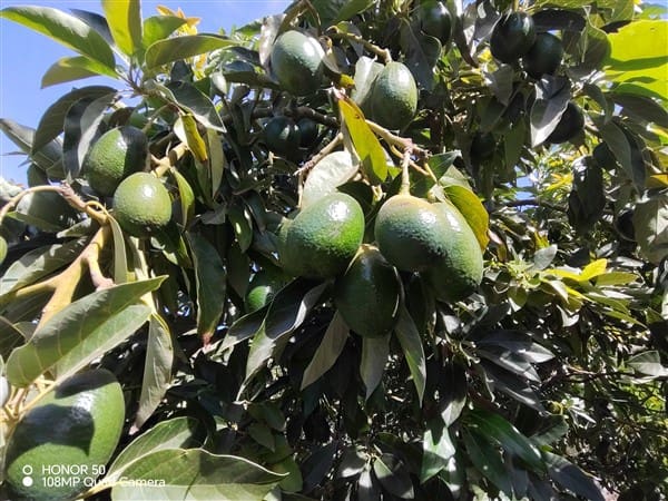 2 soverom Finca/Herregård til salgs i Molvizar med garasje - € 260 000 (Ref: 9202043)