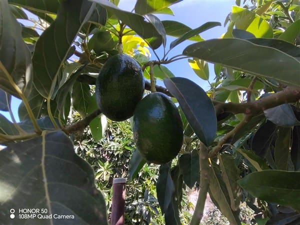 2 soverom Finca/Herregård til salgs i Molvizar med garasje - € 260 000 (Ref: 9202043)