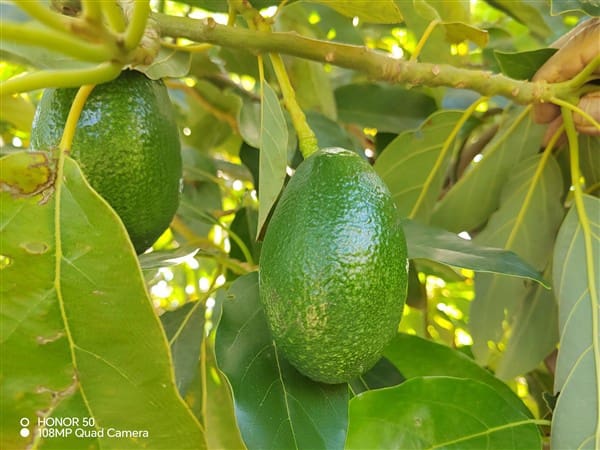 2 soverom Finca/Herregård til salgs i Molvizar med garasje - € 260 000 (Ref: 9202043)