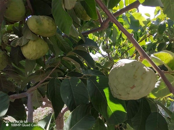 2 soverom Finca/Herregård til salgs i Molvizar med garasje - € 260 000 (Ref: 9202043)