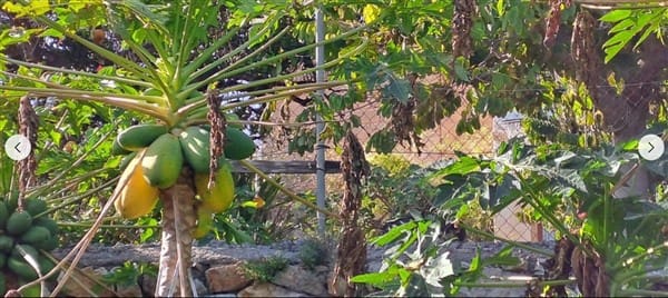 1 soveværelse Finca/Landehus til salg i Motril med garage - € 268.000 (Ref: 9265578)