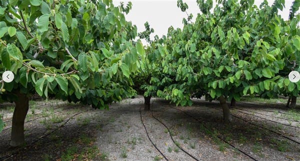 1 sovrum Finca/Hus på landet till salu i Motril med garage - 268 000 € (Ref: 9265578)