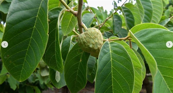 1 soveværelse Finca/Landehus til salg i Motril med garage - € 268.000 (Ref: 9265578)