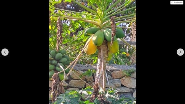 1 soveværelse Finca/Landehus til salg i Motril med garage - € 268.000 (Ref: 9265578)