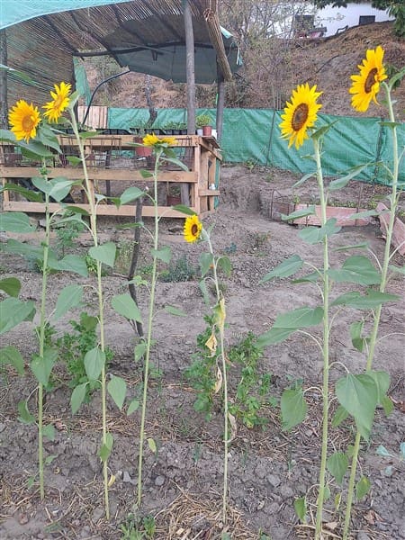 3 sypialnia Finka/Dom wiejski na sprzedaż w Los Guajares z garażem - 87 600 € (Ref: 9469818)