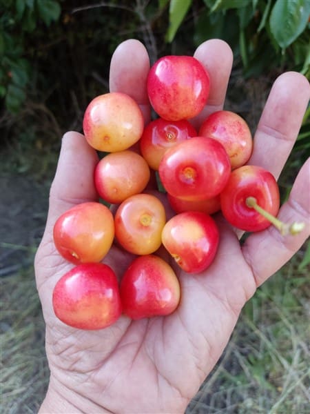 3 sypialnia Finka/Dom wiejski na sprzedaż w Los Guajares z garażem - 87 600 € (Ref: 9469818)