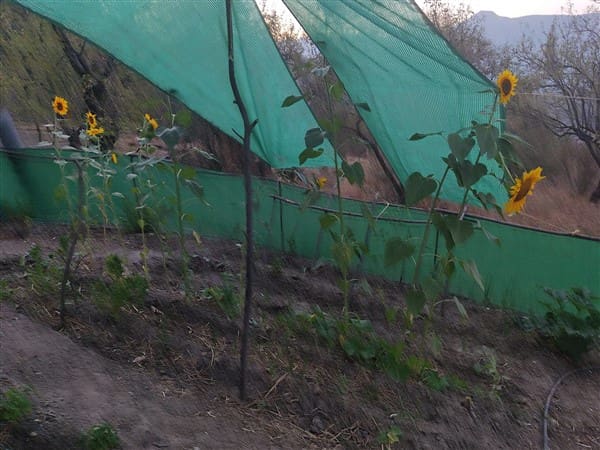 3 sypialnia Finka/Dom wiejski na sprzedaż w Los Guajares z garażem - 87 600 € (Ref: 9469818)