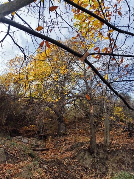 3 sypialnia Finka/Dom wiejski na sprzedaż w Los Guajares z garażem - 87 600 € (Ref: 9469818)