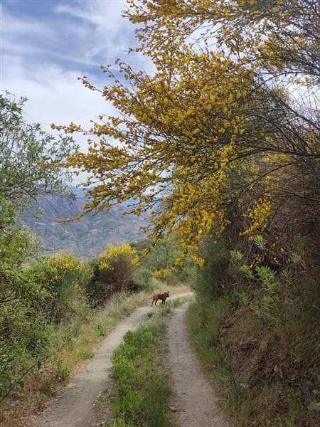 3 sypialnia Finka/Dom wiejski na sprzedaż w Los Guajares z garażem - 87 600 € (Ref: 9469818)