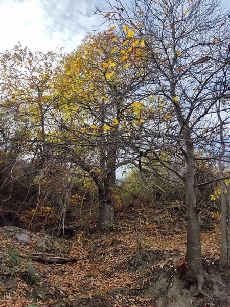 3 sypialnia Finka/Dom wiejski na sprzedaż w Los Guajares z garażem - 87 600 € (Ref: 9469818)