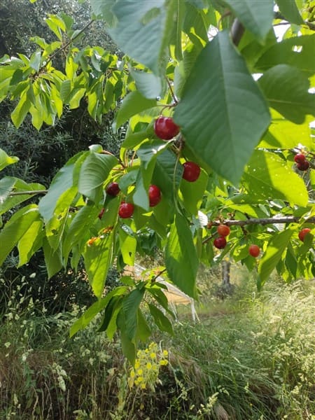 3 sypialnia Finka/Dom wiejski na sprzedaż w Los Guajares z garażem - 87 600 € (Ref: 9469818)