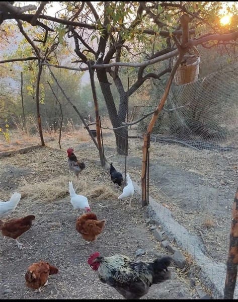 3 sypialnia Finka/Dom wiejski na sprzedaż w Los Guajares z garażem - 87 600 € (Ref: 9469818)