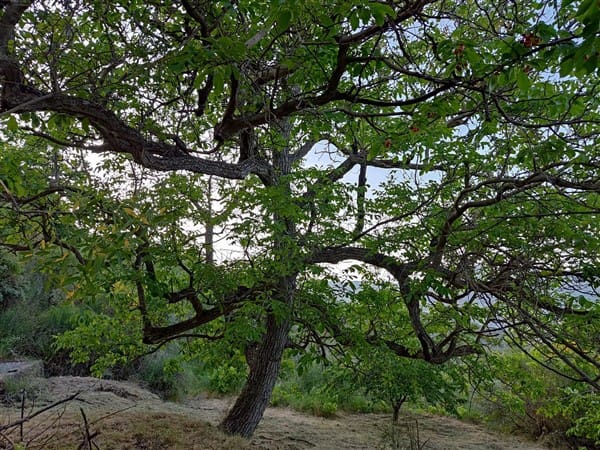 3 sypialnia Finka/Dom wiejski na sprzedaż w Los Guajares z garażem - 87 600 € (Ref: 9469818)