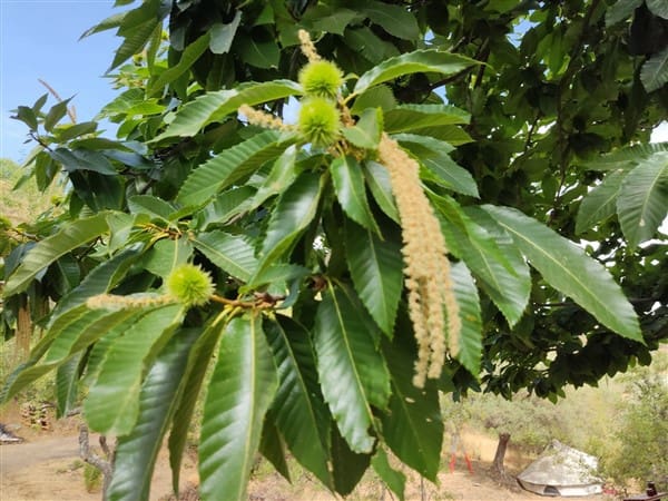 3 sypialnia Finka/Dom wiejski na sprzedaż w Los Guajares z garażem - 87 600 € (Ref: 9469818)