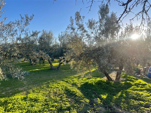 Finca/Casa Rural de 1 habitación en Benalúa de Guadix en venta con garaje - 70.500 € (Ref: 9483218)