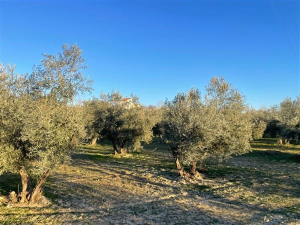 Finca/Casa Rural de 1 habitación en Benalúa de Guadix en venta con garaje - 70.500 € (Ref: 9483218)