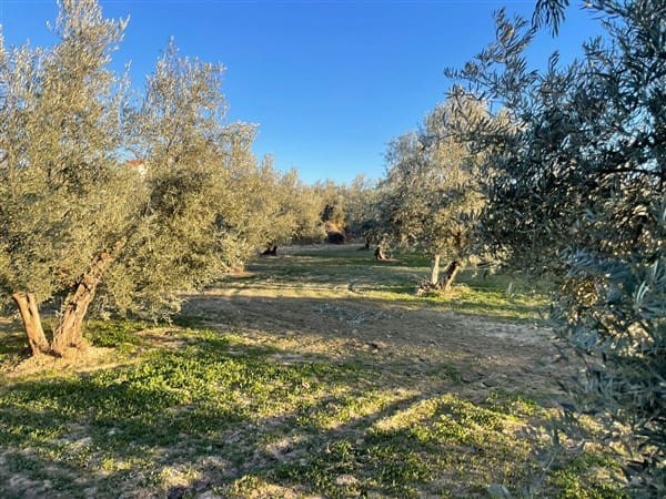 Finca/Casa Rural de 1 habitación en Benalúa de Guadix en venta con garaje - 70.500 € (Ref: 9483218)