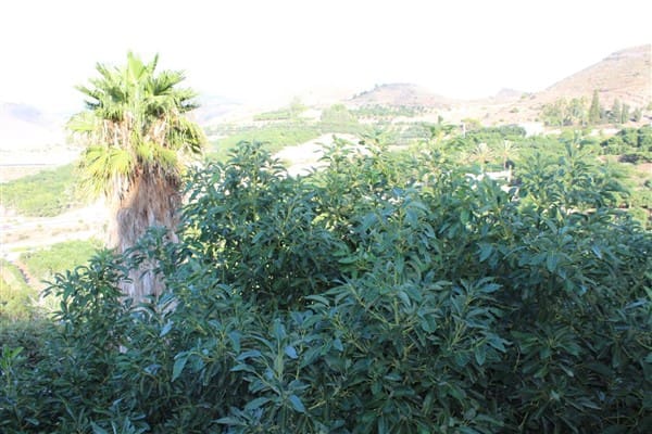 7 bedroom Finca/Country House for sale in Motril with pool garage - € 620,000 (Ref: 9511291)