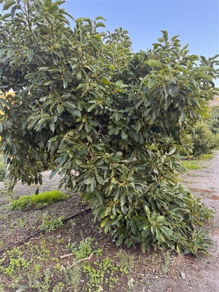 7 bedroom Finca/Country House for sale in Motril with pool garage - € 620,000 (Ref: 9511291)