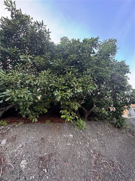 7 bedroom Finca/Country House for sale in Motril with pool garage - € 620,000 (Ref: 9511291)