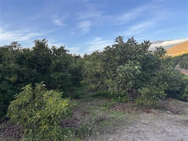 7 bedroom Finca/Country House for sale in Motril with pool garage - € 620,000 (Ref: 9511291)