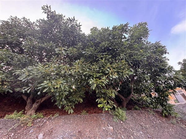 7 bedroom Finca/Country House for sale in Motril with pool garage - € 620,000 (Ref: 9511291)