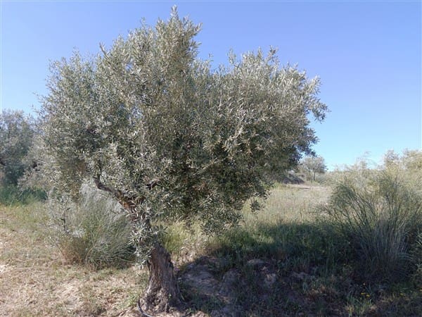 1 bedroom Finca/Country House for sale in Freila - € 370,000 (Ref: 9809887)