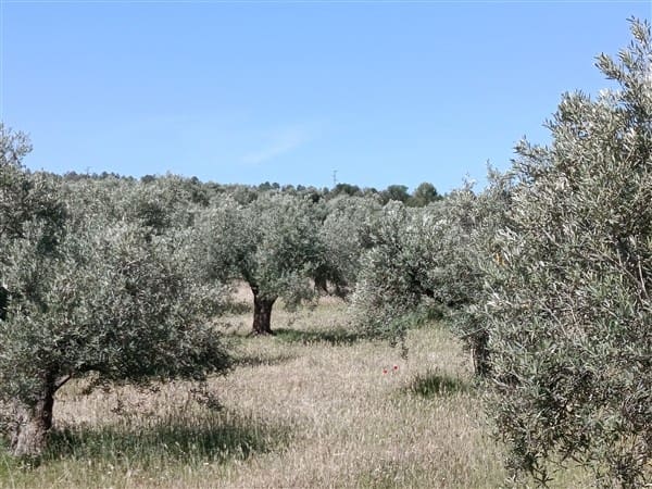 1 bedroom Finca/Country House for sale in Freila - € 370,000 (Ref: 9809887)