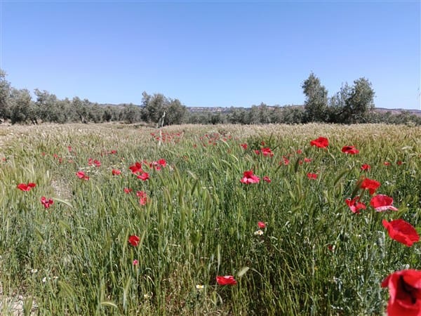 1 bedroom Finca/Country House for sale in Freila - € 370,000 (Ref: 9809887)